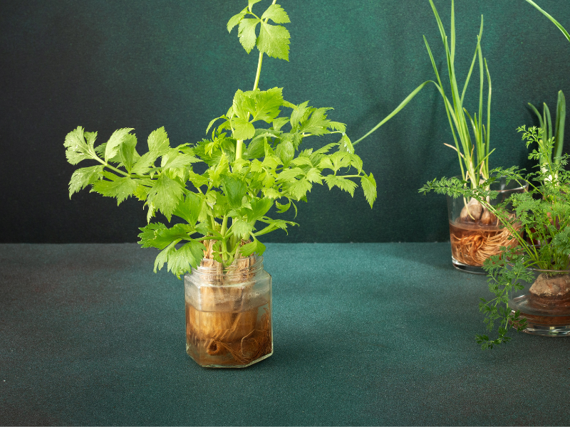 Celery stalk in water